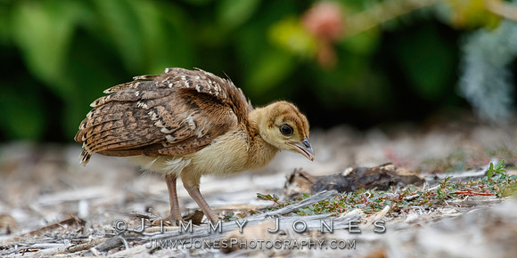 Peacock Chick