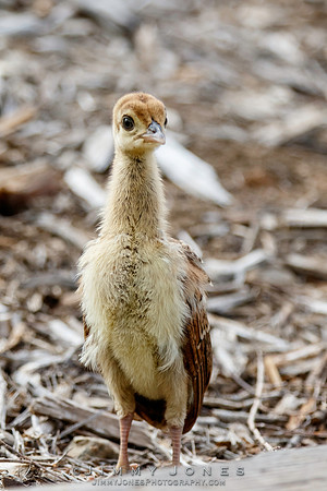 Peacock Chick