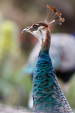 Peacock
