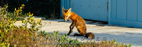 Red Fox