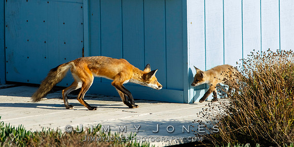 Red Fox