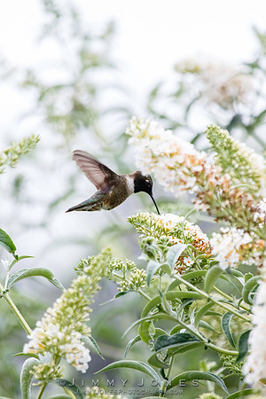 Black-chinned Hummingbird
