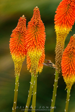 Allen's  Hummingbird
