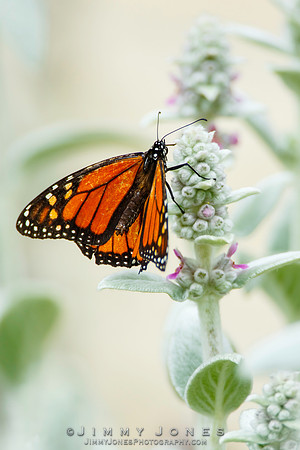 Monarch Butterfly