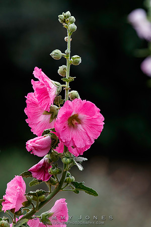 Hollyhock