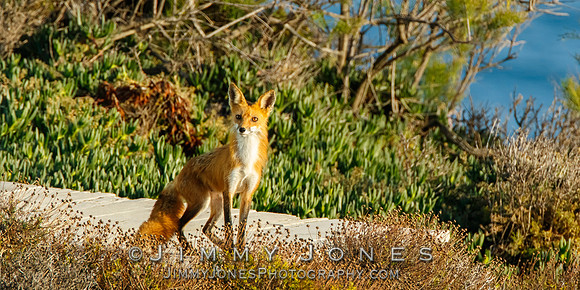 Red Fox