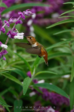Allen's  Hummingbird