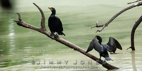 Double-Crested Cormorants