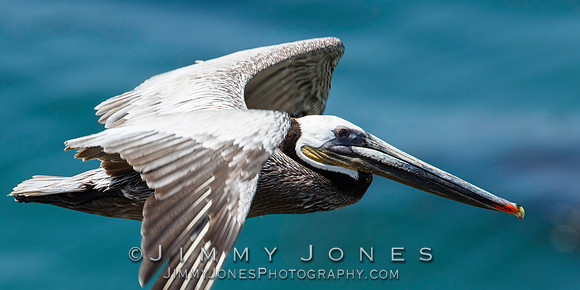 Brown Pelican