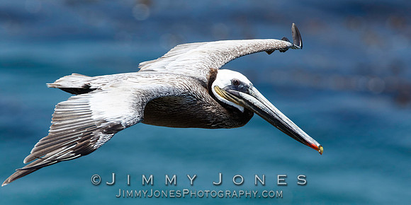 Brown Pelican