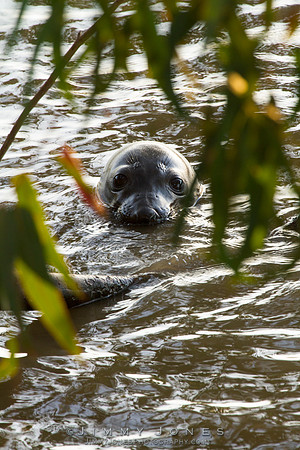 Elephant Seal - CS/P0461