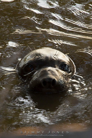 Elephant Seal - CS/P0462