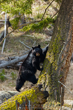 Black Bear - CS/P0465
