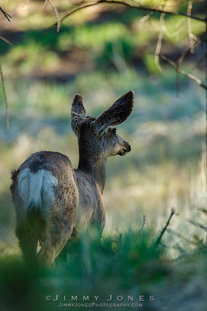 Mule Deer - CS/P0477