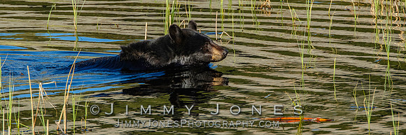 Black Bear - BS/P0092