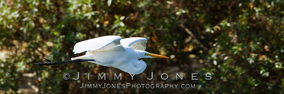 Great White Egret - BS/P0042