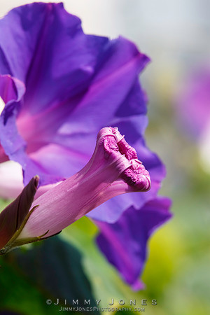 Morning Glory