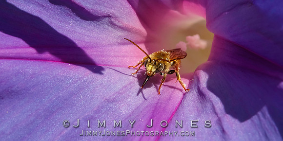 Honey Bee / Morning Glory