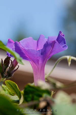Morning Glory
