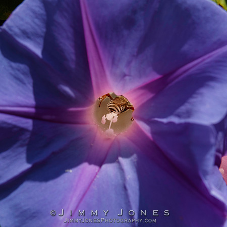 Honey Bee / Morning Glory