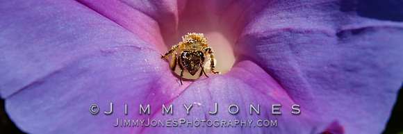 Honey Bee / Morning Glory - BS/P0093
