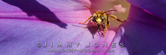 Honey Bee / Morning Glory - BS/P0094