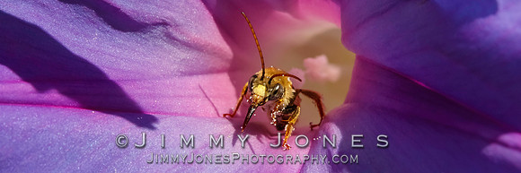 Honey Bee / Morning Glory - BS/P0095