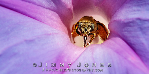 Dog Faced Honeybee / Morning Glory