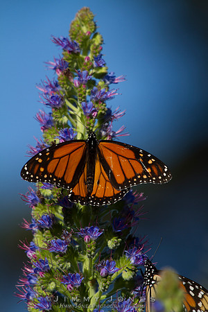 Monarch Butterfly