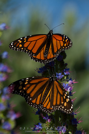 Monarch Butterflies