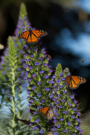 Monarch Butterflies