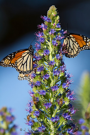 Monarch Butterflies