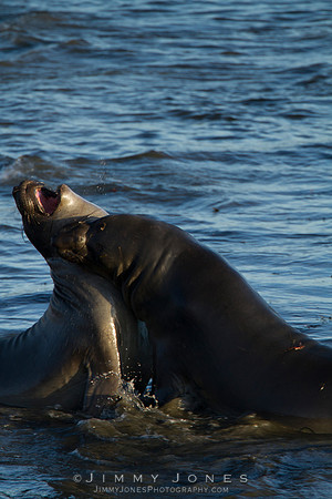 Elephant Seals - CS/P0211