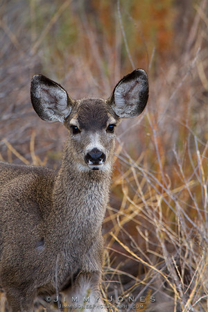 Mule Deer - CS/P0216