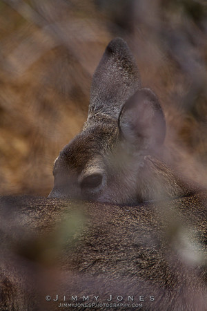 Mule Deer - CS/P0217