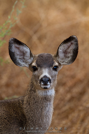 Mule Deer - CS/P0218