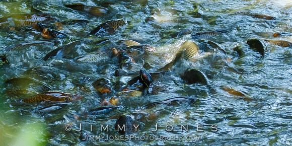 Fish Soup II
