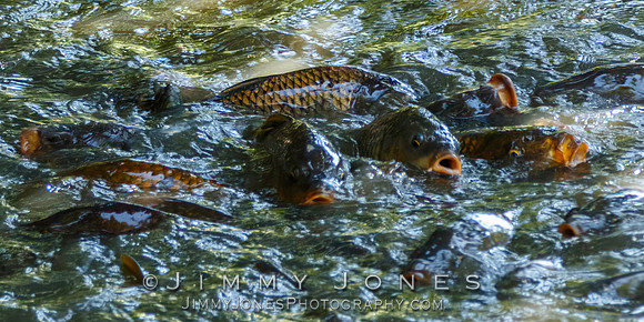 Fish Soup III