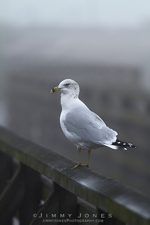 California Gull