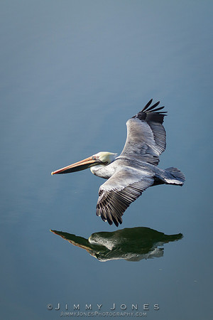 Brown Pelican