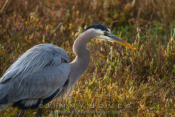 Blue Heron