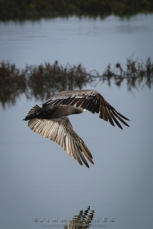 Brown Pelican