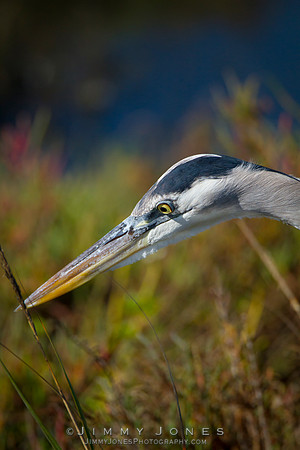 Blue Heron