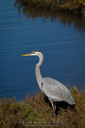 Blue Heron