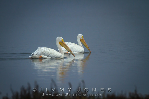 White Pelicans
