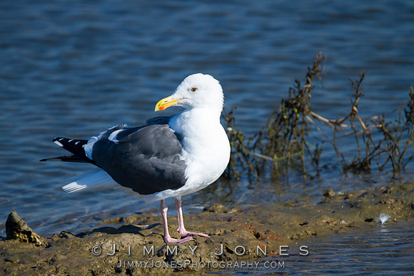 California Gull