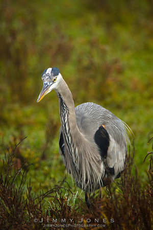 Blue Heron