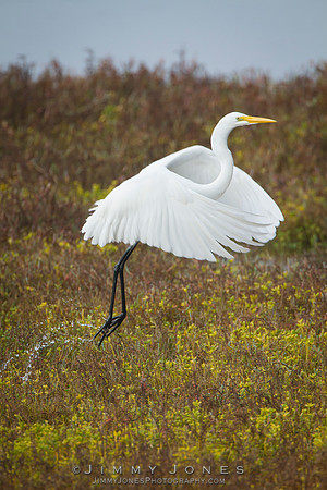 White Egret