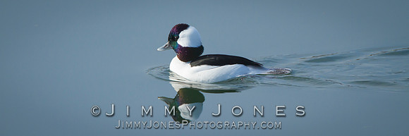 Bufflehead Duck