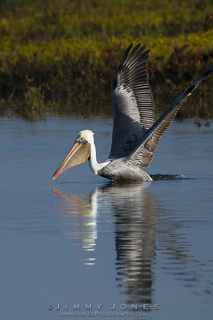 Brown Pelican